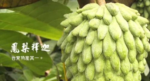 台東的鳳梨釋迦。