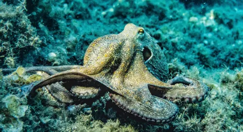 當死亡成為一種策略：章魚短暫的一生，並不只是悲劇