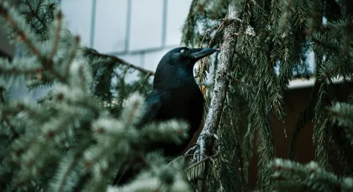 烏鴉的智慧與樹梢的束縛：在自由與限制間的掙扎