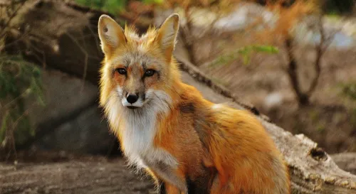 在寒風中孤獨的紅狐，尋找屬於自己的暖陽