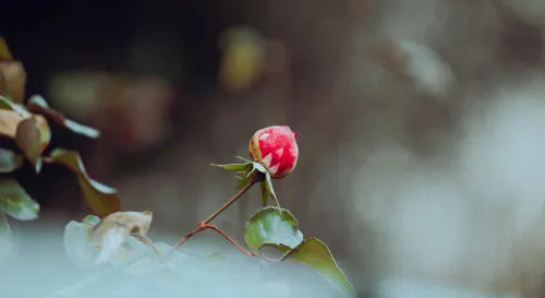 穩定感情中的隱秘：為何期待悄然消逝？