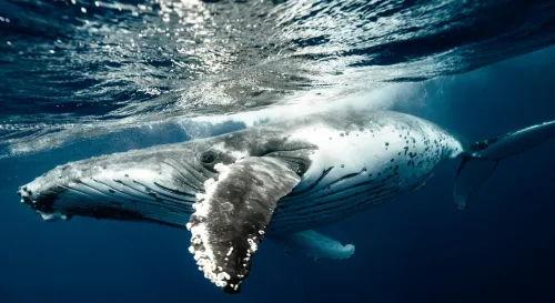 深海中的愛與奉獻：鯨魚父母的輪班哺育之舞