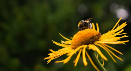 生命的終章：雄性蜜蜂在愛的瞬間綻放與凋零