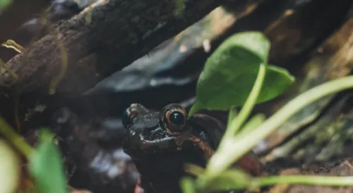 在能量的舞台上，無法完全奏響