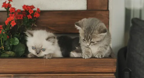 重拾連結：如何在關係中逆轉疏遠的趨勢