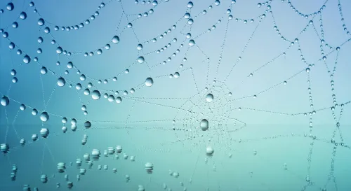 在蛛網織就的母愛中，幼蛛們的啟程與斷奶之舞