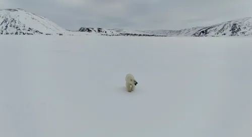 在無盡的藍色深淵中，北極熊的孤獨舞步與消逝的冰層交織