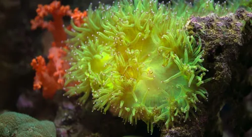 珊瑚的色彩夢：共生藻的秘密舞蹈