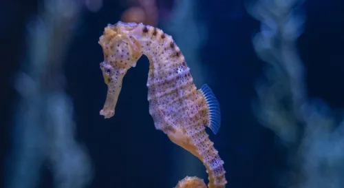 海馬的逆流：雄性懷孕的奇幻旅程