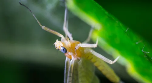 蜉蝣的愛與死：短暫一瞬的永恆交響曲