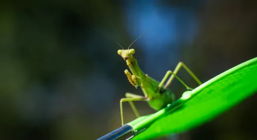 愛與死亡的舞蹈：母螳螂繁殖的致命選擇