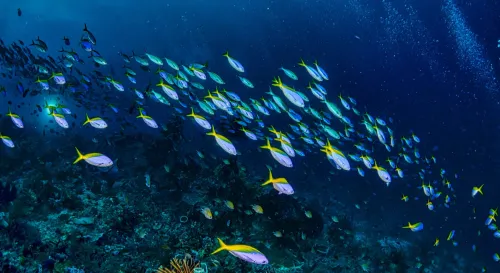 在深海的懷抱中，魚兒們的自給自足之旅