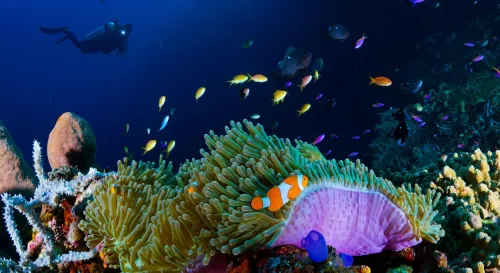 在隨機的浪潮中尋找秩序：一場生命的舞蹈