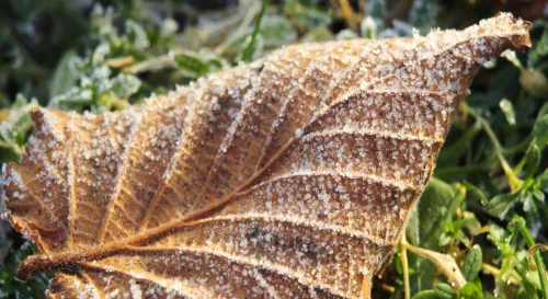 隨機之舞：在混沌中尋找秩序的美麗紋路