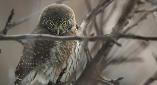 在孤獨的黑夜中，梟鳥的疲憊與生命的脆弱交織成悲歌
