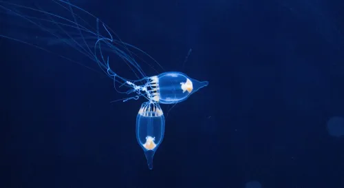 在深海的沉寂中，極端低氧生物以壓縮的生命力編織出不屈的奇蹟