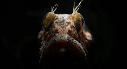 失去光明的深海魚，卻以電場感知黑暗的命運