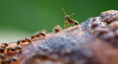 我們讚美工蟻的團結，其實只是因為不用當那隻工蟻