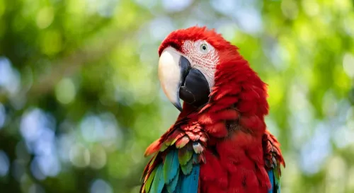 我們稱讚鸚鵡會說話，只因為牠不必理解自己說了什麼