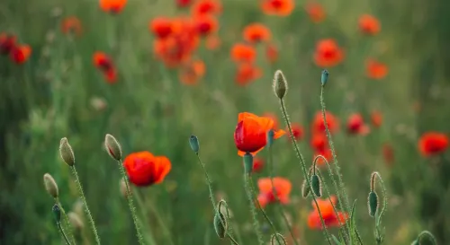 學會說不，才能聽見自己