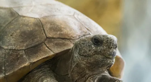 烏龜活百年卻無法改變遷徙路線