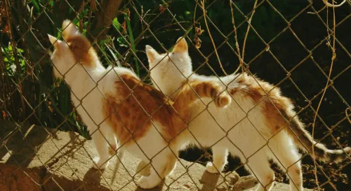 在愛的漩渦中迷失自我，卻又無法逃脫