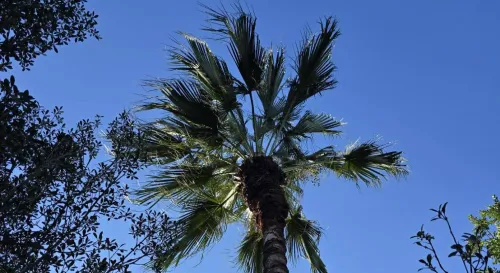 是不是只有我，在別人笑得最開心時，反而最安靜