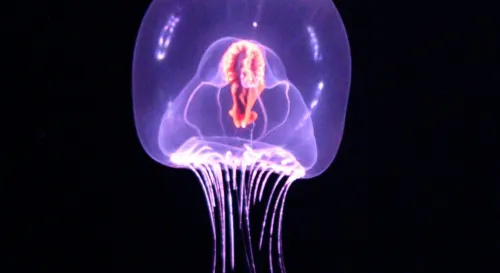 牠不是不會老，只是會重來，水母把時間當成可回收資源的方式