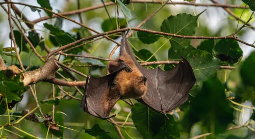 為什麼蝙蝠要倒著睡？那其實是一套精密的體溫管理策略
