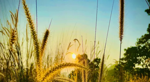 為什麼陌生的地方，卻像在夢裡有來過