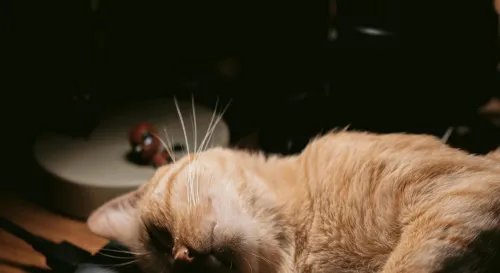 只有夜深，心才能稍微安靜