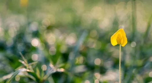 是不是我的心太大，所以容易寂寞