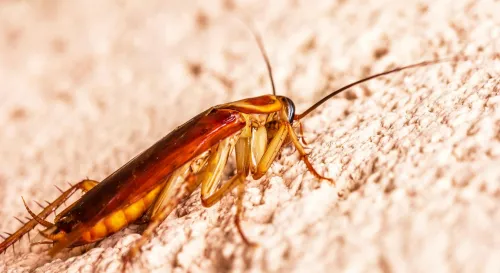 蟑螂到底活了多久？其實你一直都認錯人了