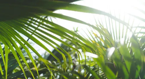 如果人生像棕櫚樹，也許慢慢搬家就夠了