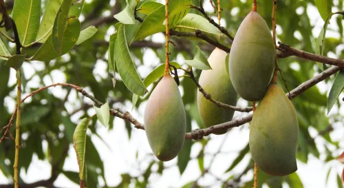 果樹的世界末日繁殖計畫