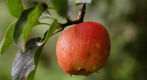 強摘的果實不甜，但若不摘，怎麼知道甜不甜？