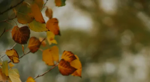 當一片秋葉輕輕落下，靜謐之中藏著生命的轉變與無常。