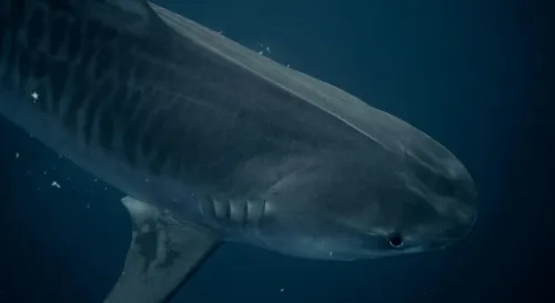 鯊魚如何利用電場定位獵物的行為觀察