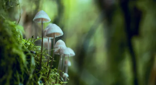 觀察蘑菇菌絲如何有效分解土壤中的有機物