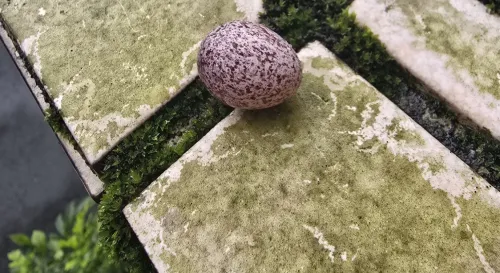 一顆沒回家的蛋