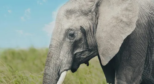 大象如何利用腳底感知地震震動的科學原理