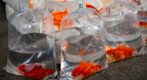 第二章：傳說中的大魔王：雙頭惡魔與他們的笑聲