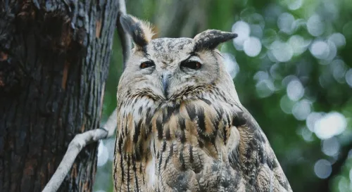 當話變多時也許思考正在變少