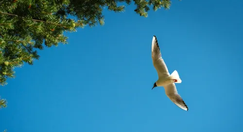 有些靈魂天生就是屬於天空的