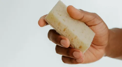 海綿是植物還是動物