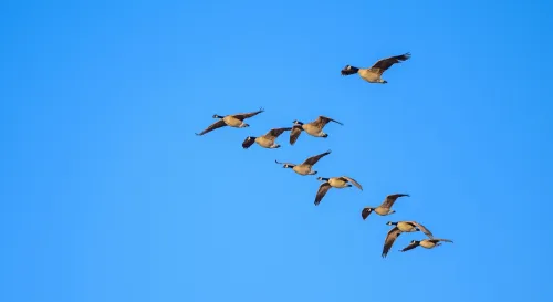 候鳥的第六感導航