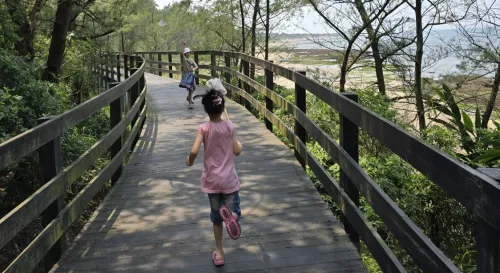 麟山鼻的招潮蟹