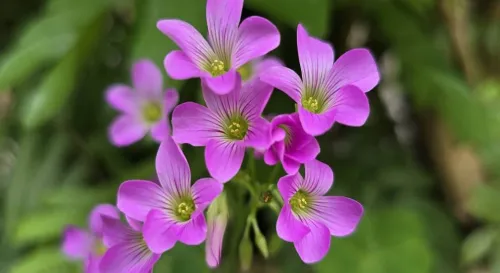 希望您們都健健康康的