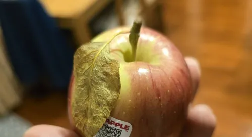 好高級的蘋果