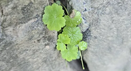 想念那個曾經擁有的年代
